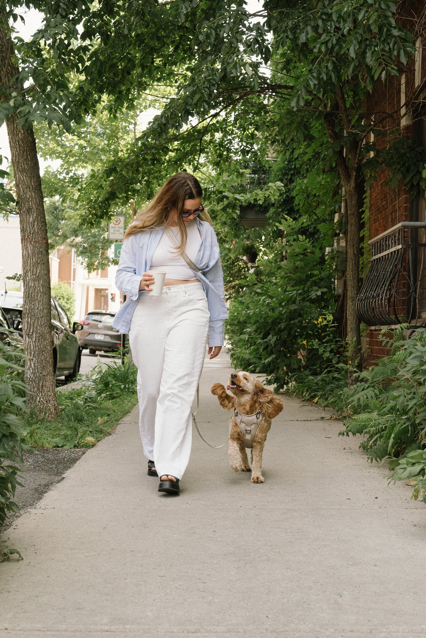 Laisse main libre Affogato