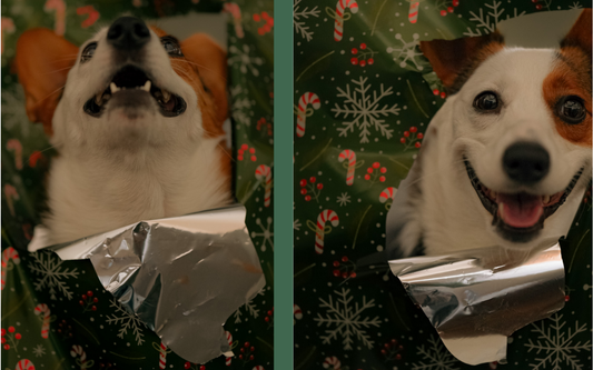 5 idées cadeaux originales pour les amoureux des chiens