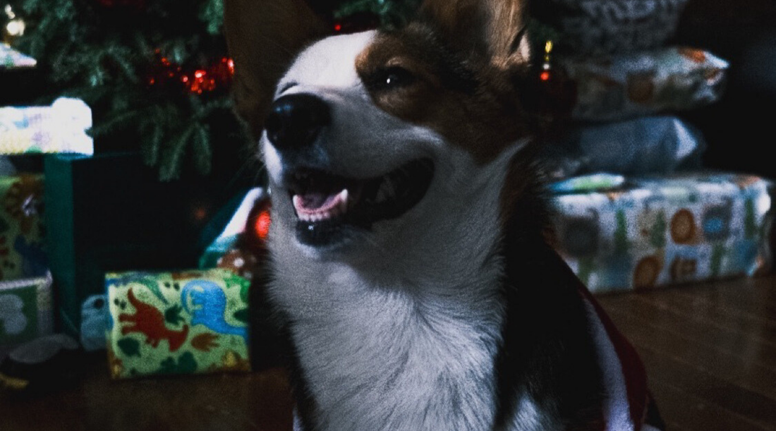 Noël à Montréal avec son chien : idées de moments simples à partager