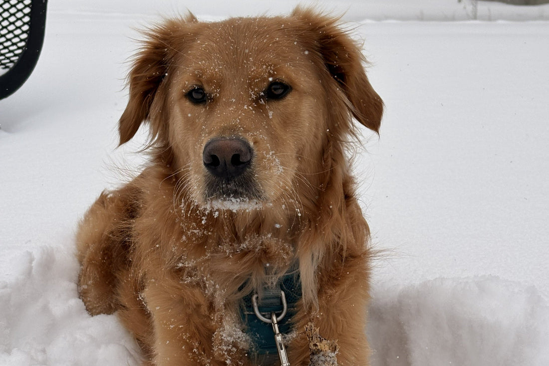 Le dog sitting : une solution encore méconnue pour faire garder son chien