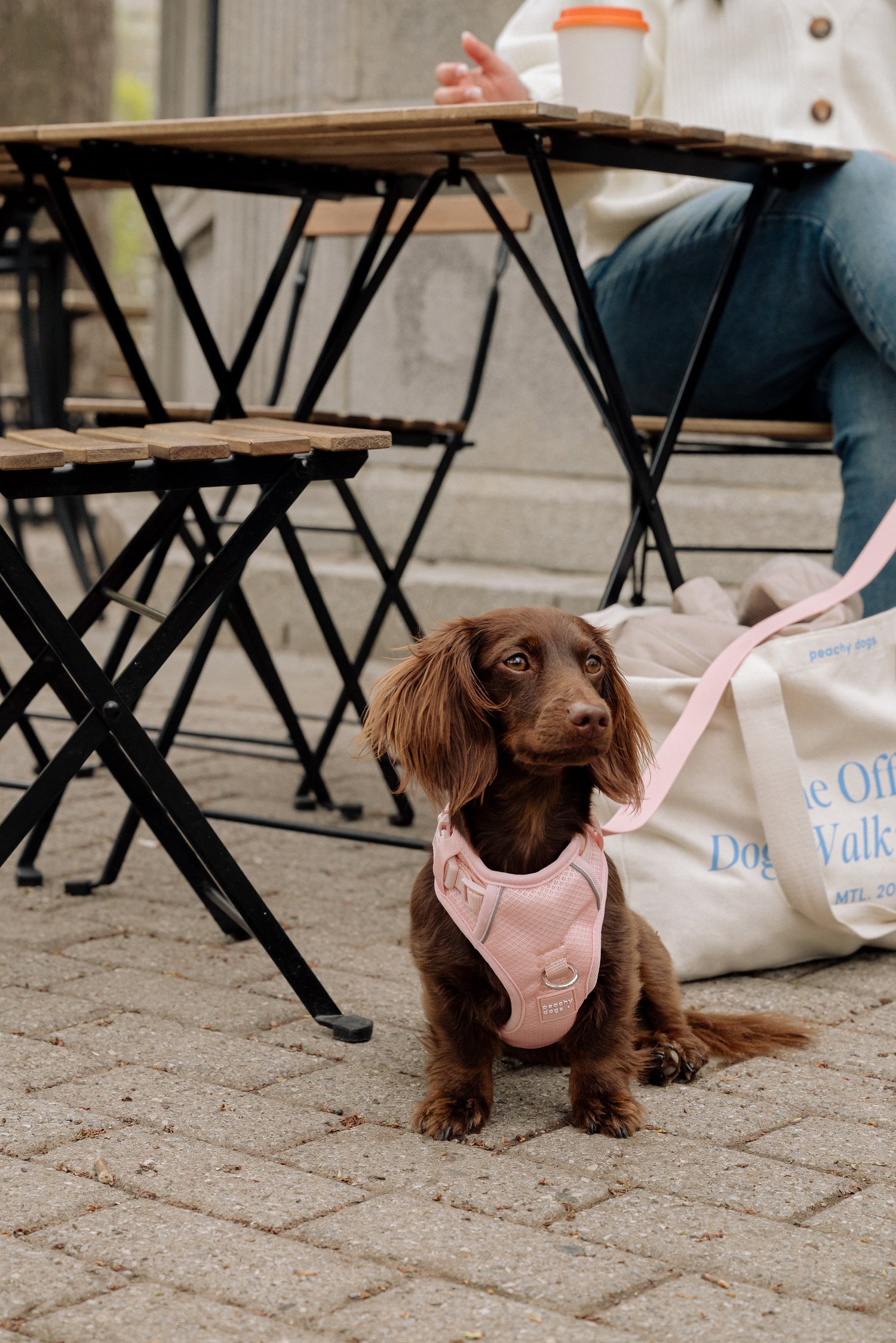 Sélection Maison Canis