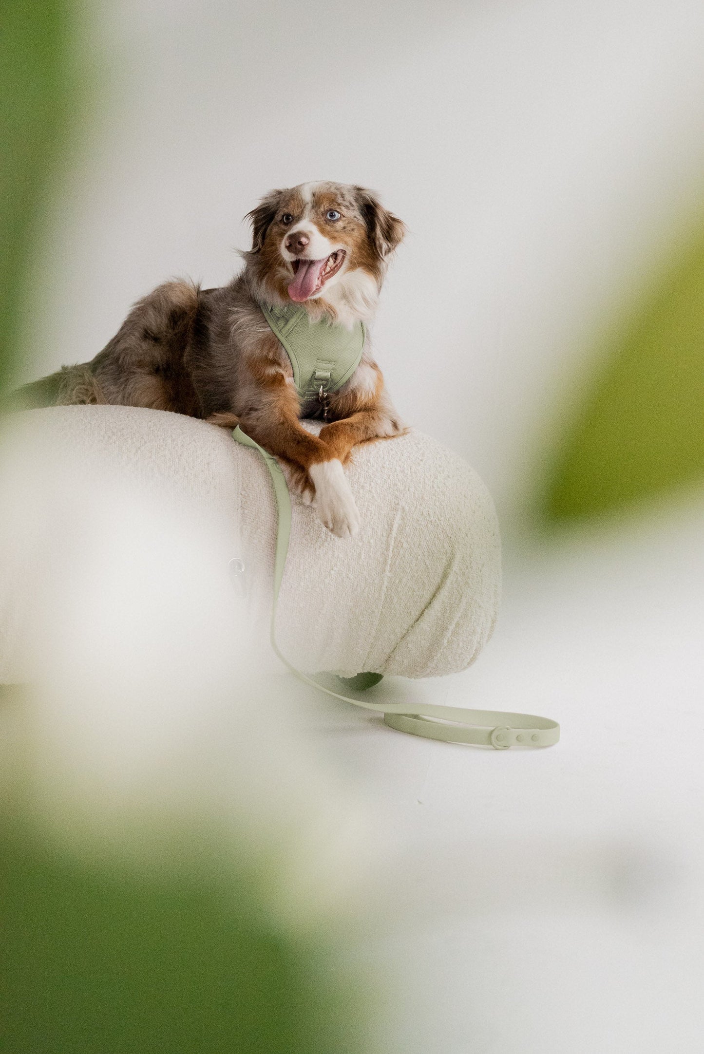 Harnais Classic 2.0 Matcha