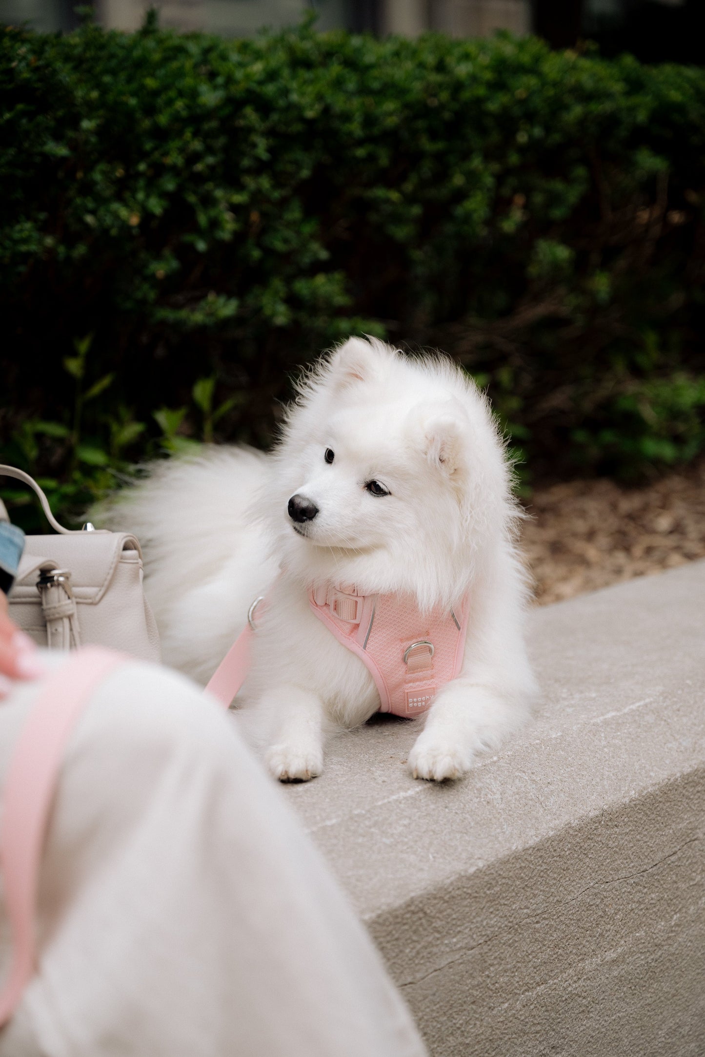 Harnais Classic 2.0 Lychee