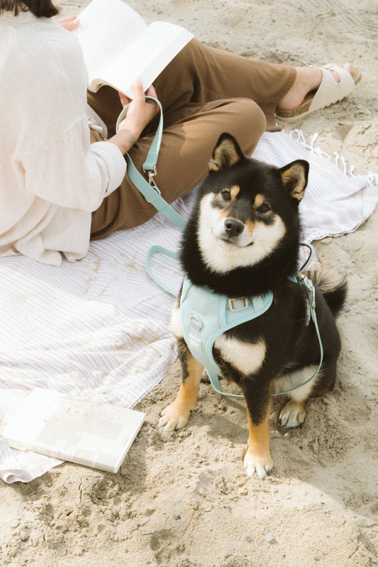 Harnais Classic 2.0  Breeze