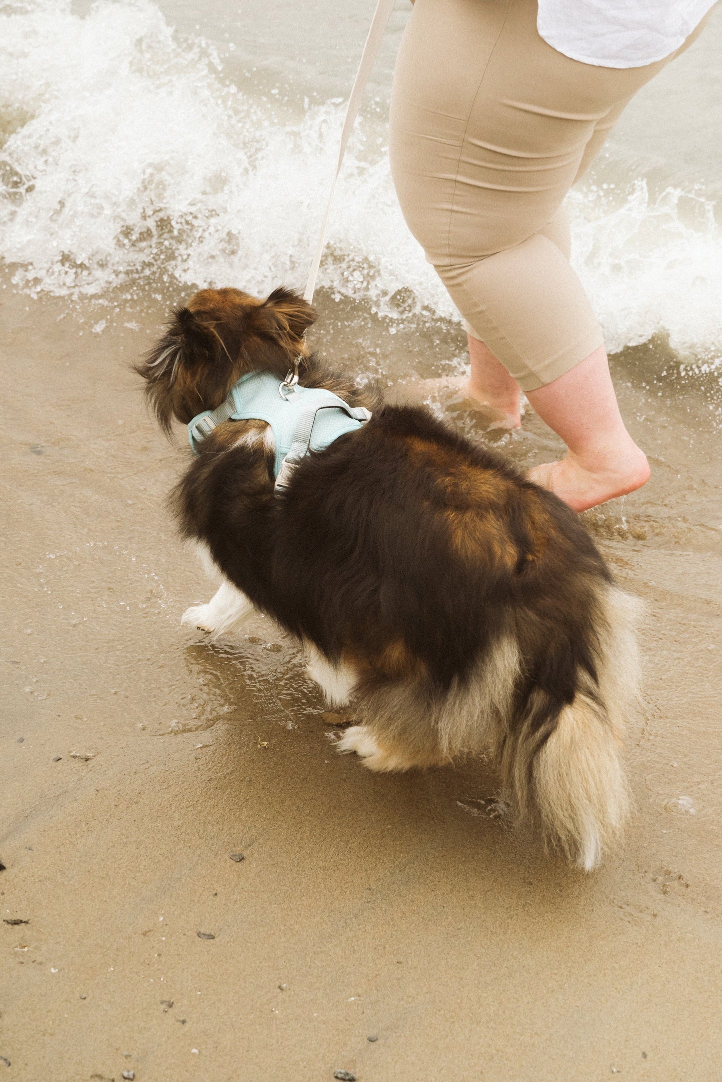 Harnais Classic 2.0  Breeze