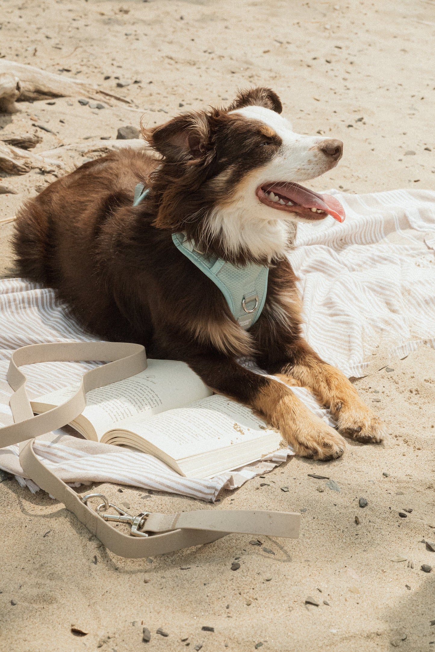 Harnais Classic 2.0  Breeze