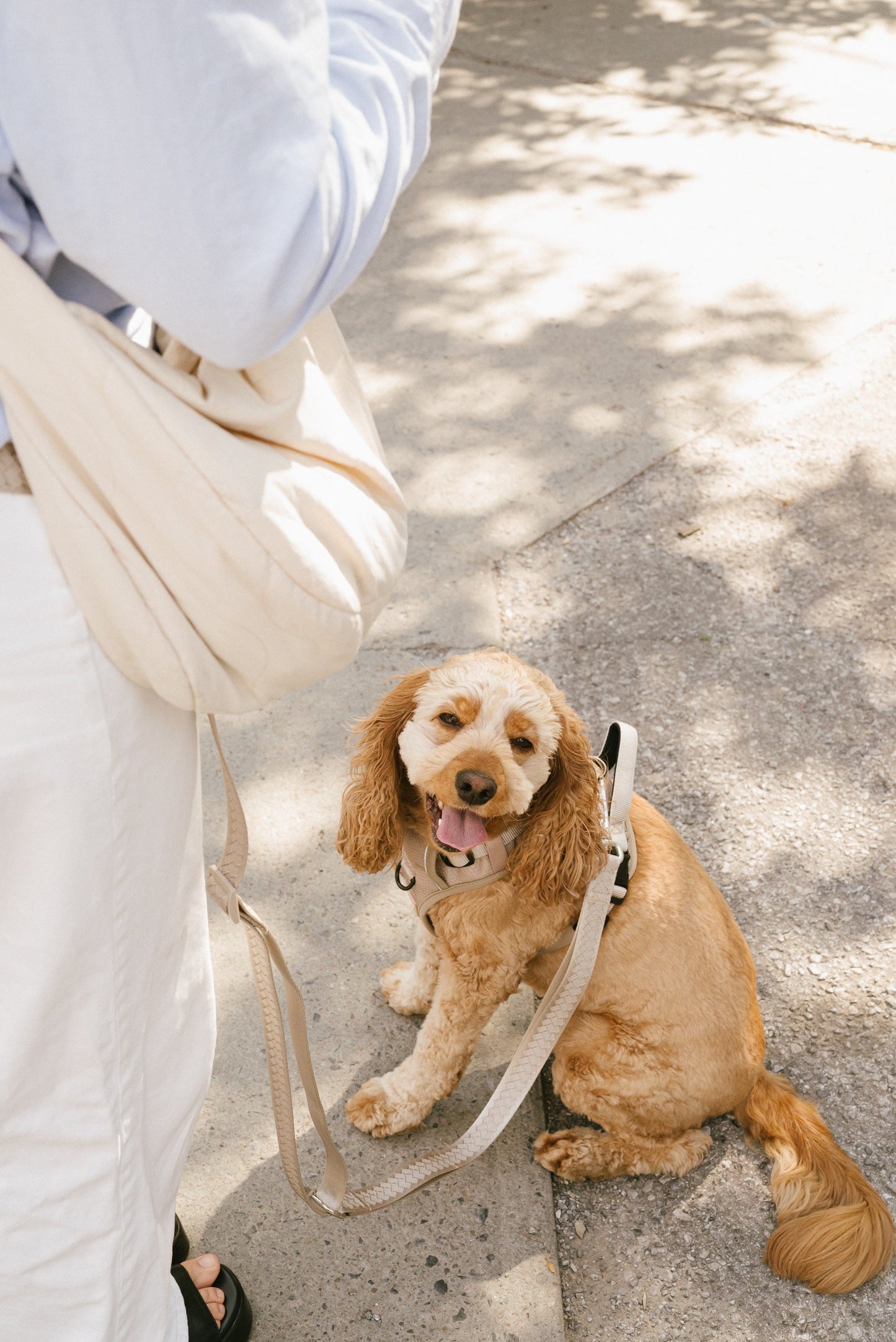 Laisse main libre Affogato