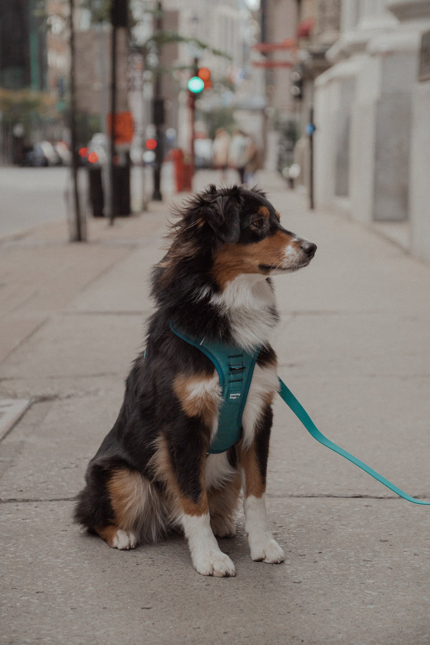 Harnais Classic 2.0 Mojito