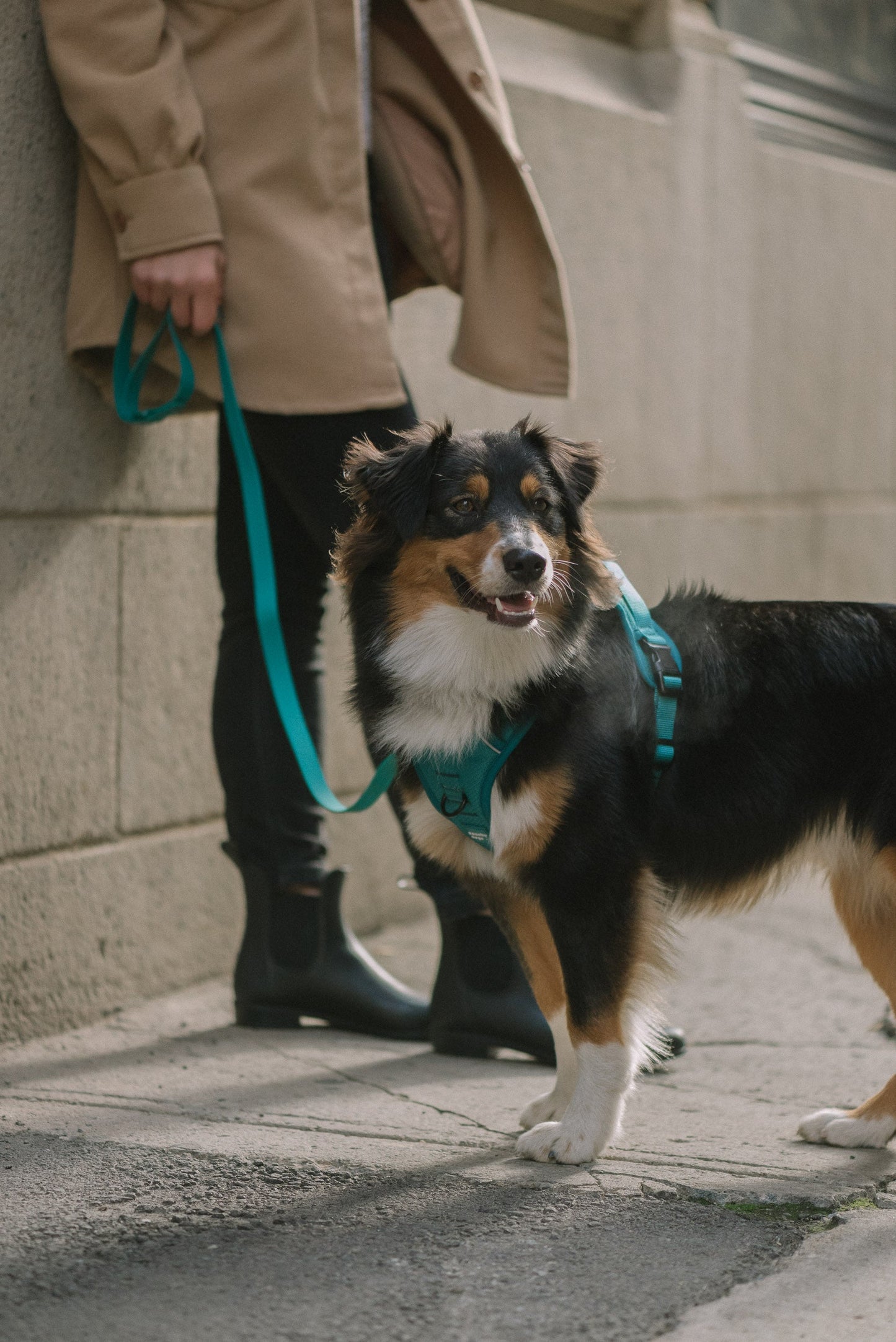 Harnais Classic 2.0 Mojito