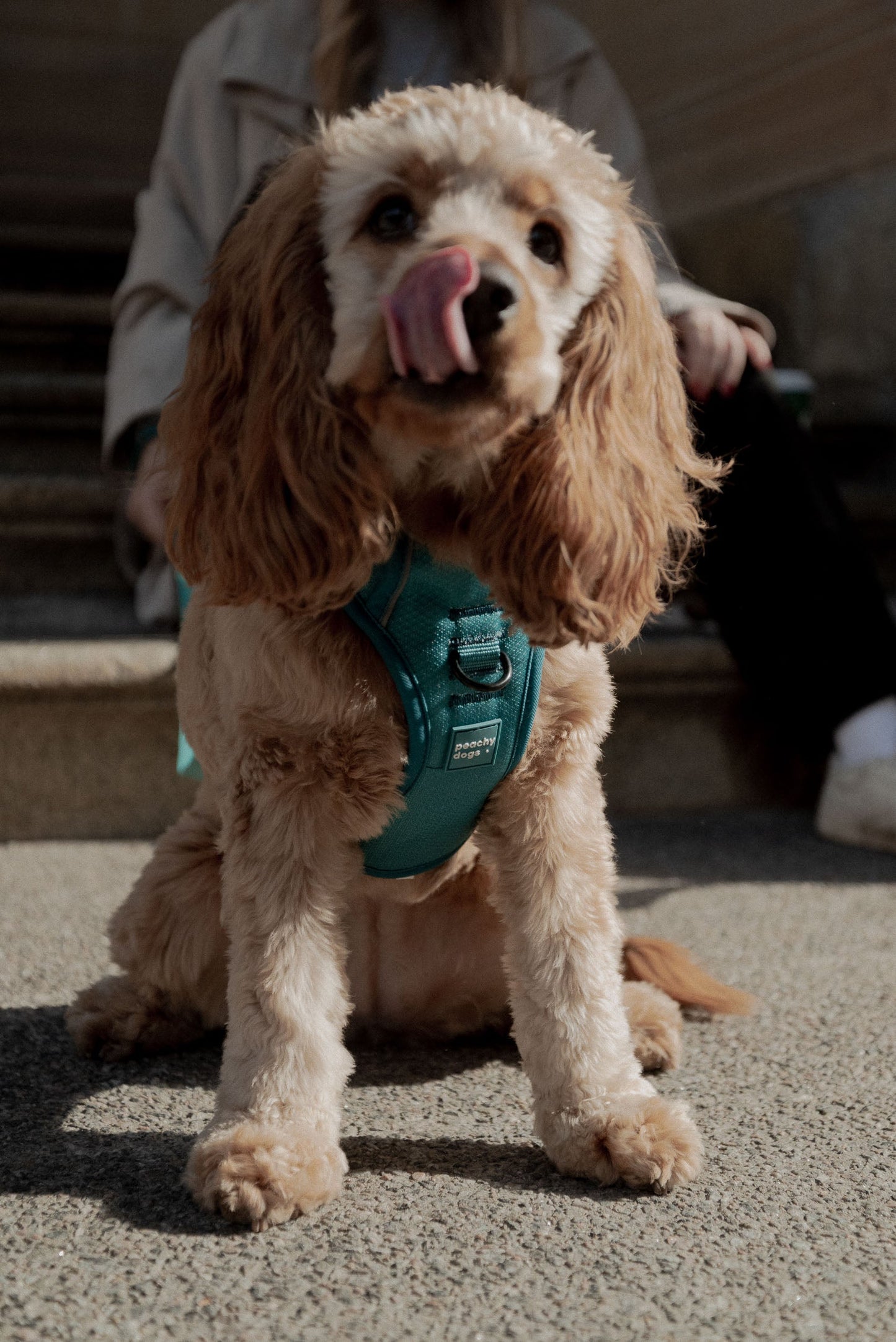 Harnais Classic 2.0 Mojito