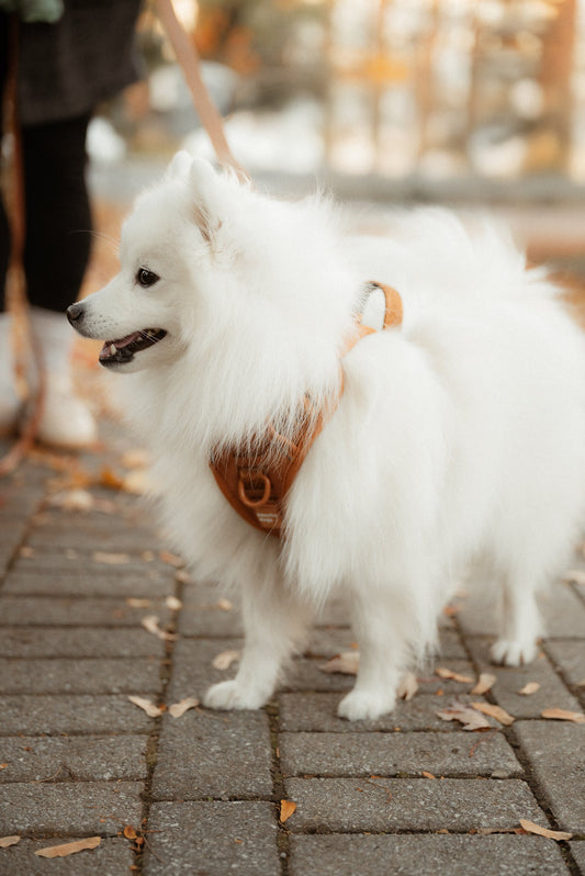 Harnais Classic 2.0 Dulce