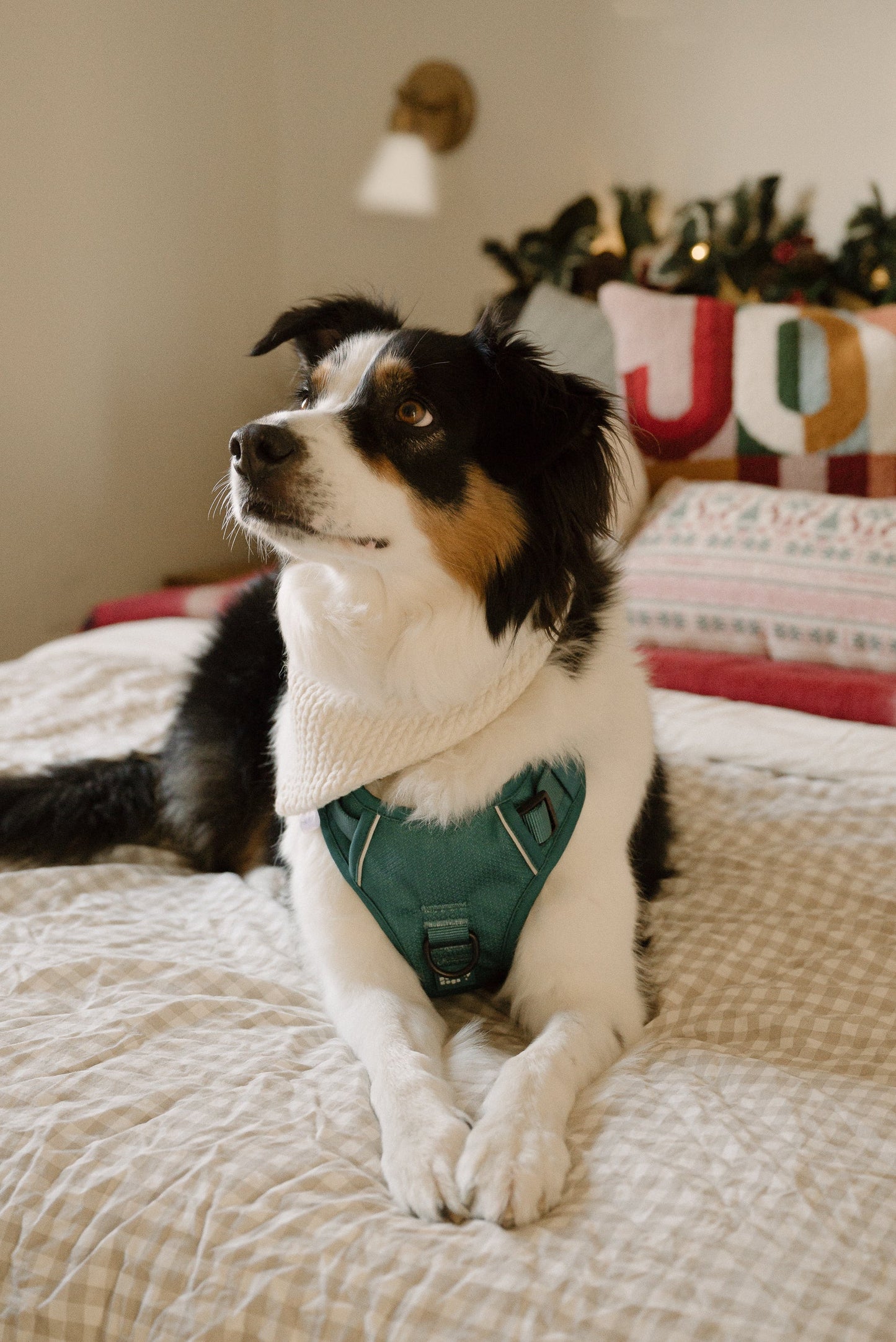 Harnais Classic 2.0 Mojito