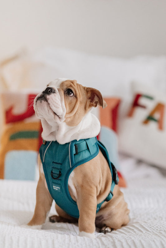 Harnais Classic 2.0 Mojito